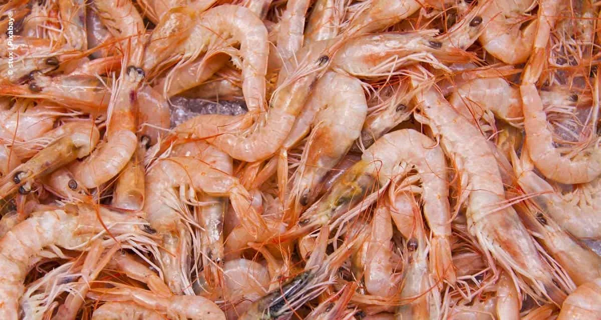 Produção de camarão no RN cresce quase 28% e chega a 31,6 milhões de quilos em 2024