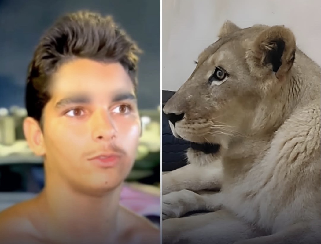 Homem morre após invadir recinto de leoa em zoológico de João Pessoa