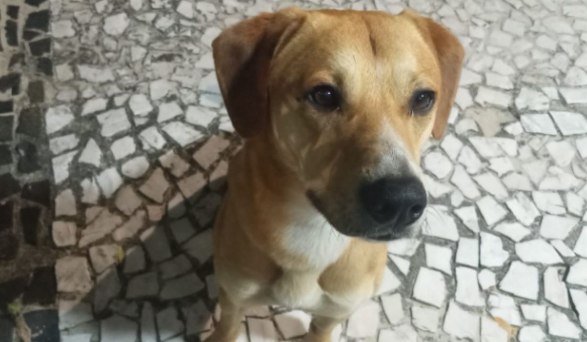 Delegado adota cachorro resgatado após caso de maus-tratos que chocou Santa Catarina