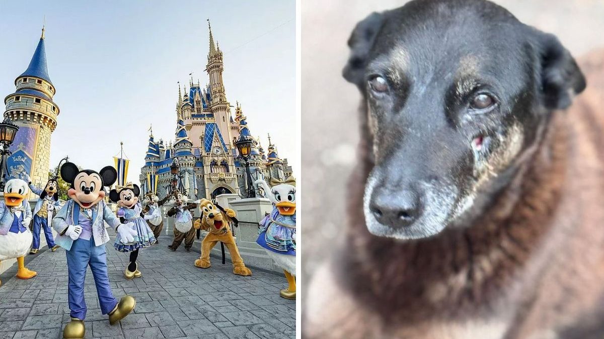 Adolescentes investigados por morte de cão em Florianópolis retornam ao Brasil