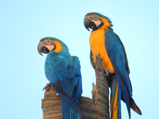 Araras-canindés voltam à Floresta da Tijuca após mais de dois séculos