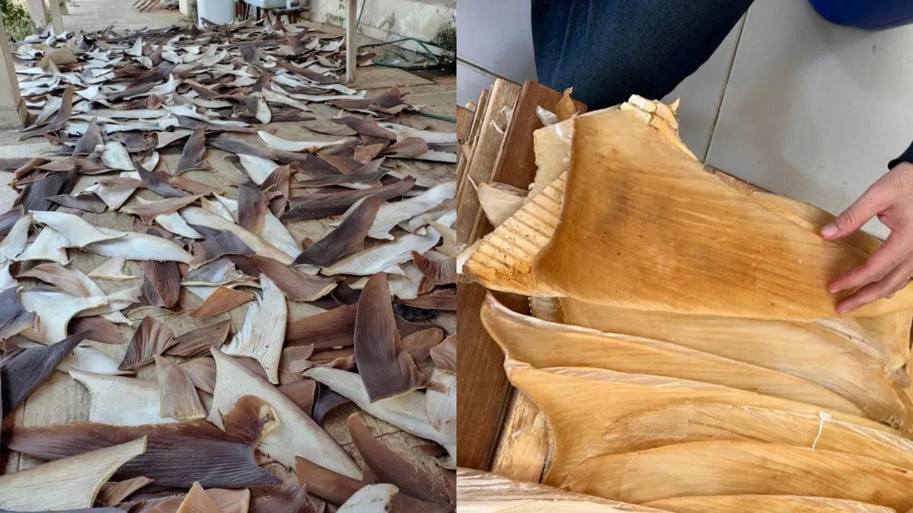 PF apreende mais de 1,5 tonelada de barbatanas de tubarão em imóvel no norte da Bahia