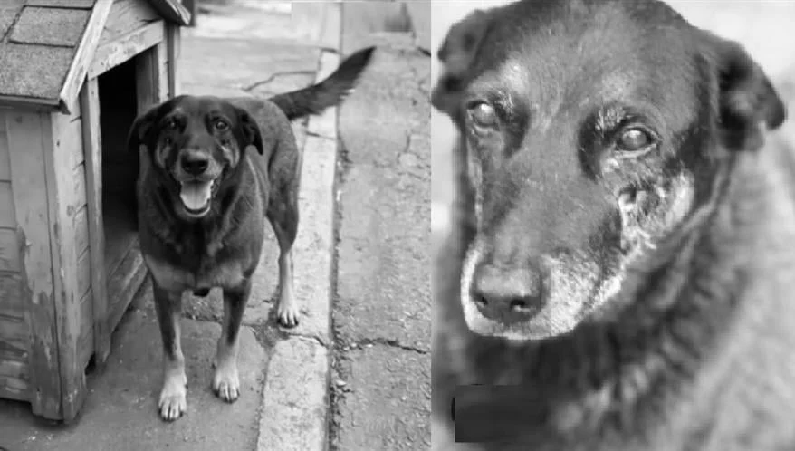 Polícia conclui apuração sobre morte do cão Orelha e pede internação de um adolescente em SC